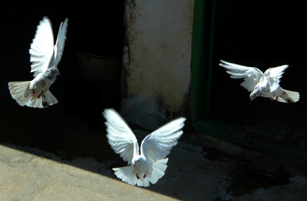 "Peace. Sundaram Ramaswamy on Flickr. "